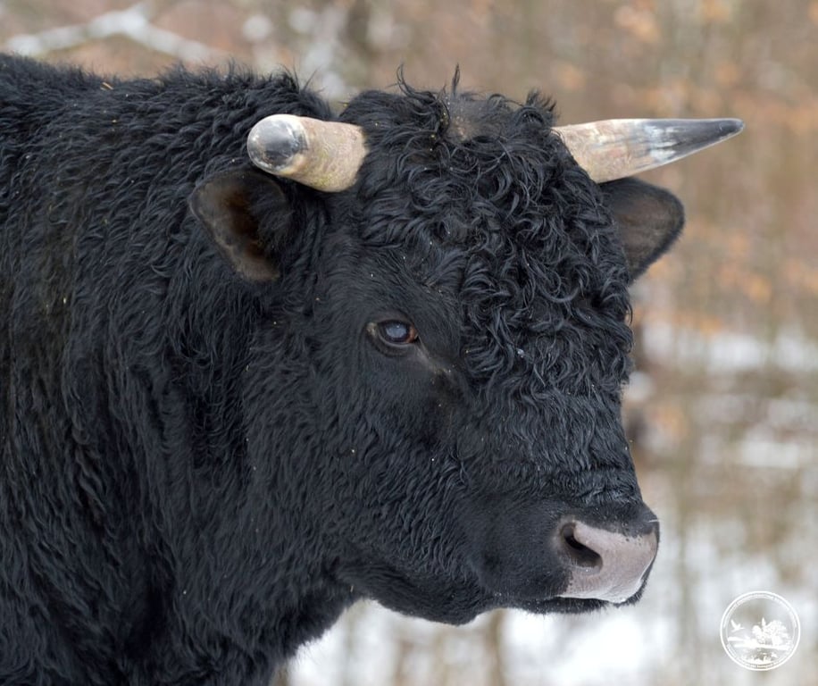 здичавілі корови в Чорнобилі