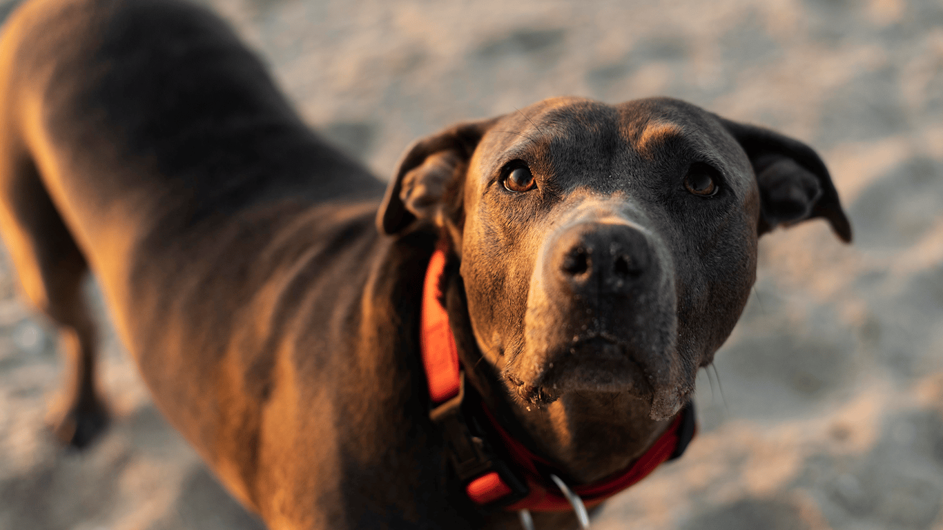 Чому собаки гавкають на одних людей, а на інших ні