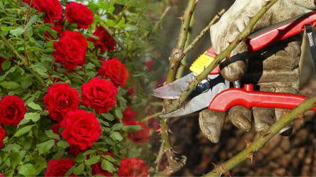 Як правильно обрізати троянду навесні — кущі пишно зацвітуть - 285x160