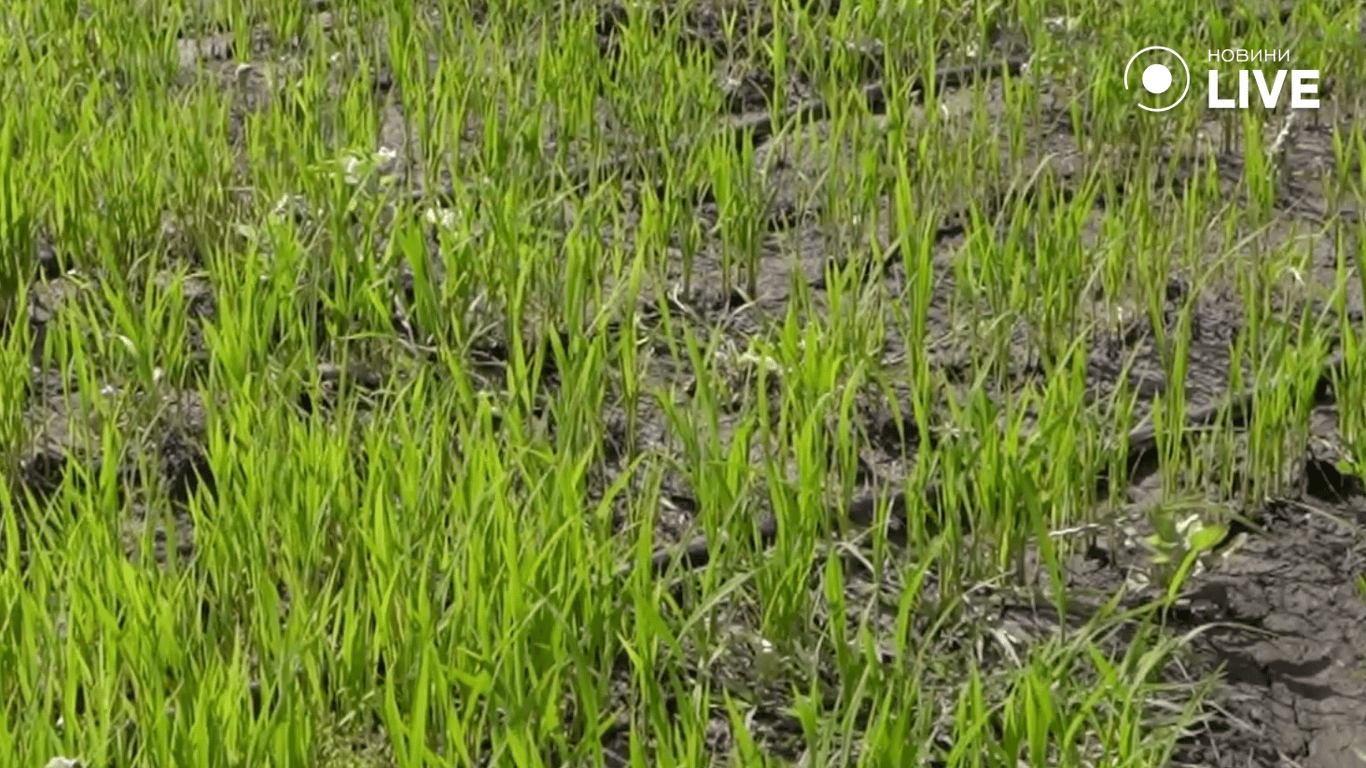 Паростки рису на крапельному зрошенні. Фото: Новини.LIVE