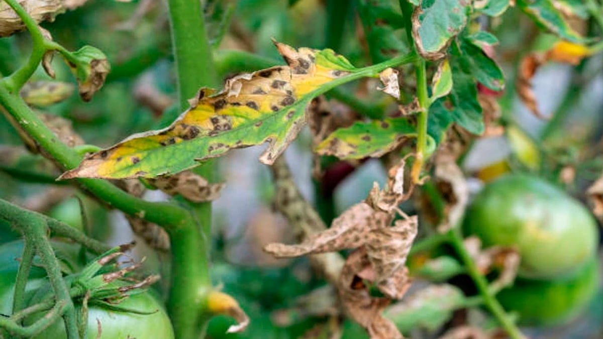 Що вказує на дефіцит йоду у рослин