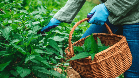 Чому не можна позбавлятися кропиви на городі — користь для рослин - 285x160