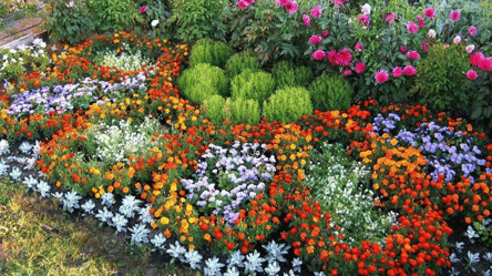 Що посадити біля вигрібної ями – прості рішення від садівників - 285x160