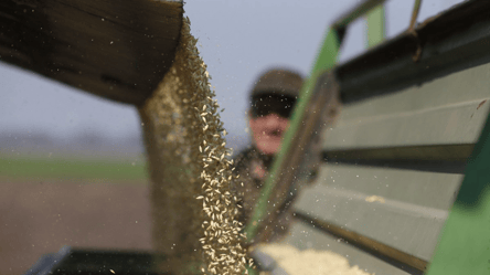 Ріпак у тренді — чому у листопаді ціни пішли вгору - 285x160