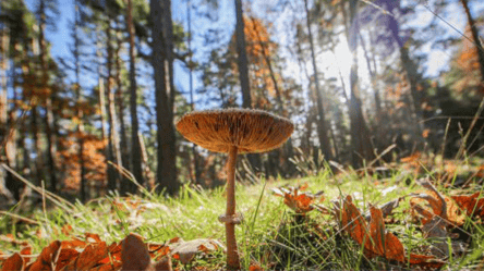 На Одещині грибами отруїлися двоє дітей трьох та п'яти років - 285x160