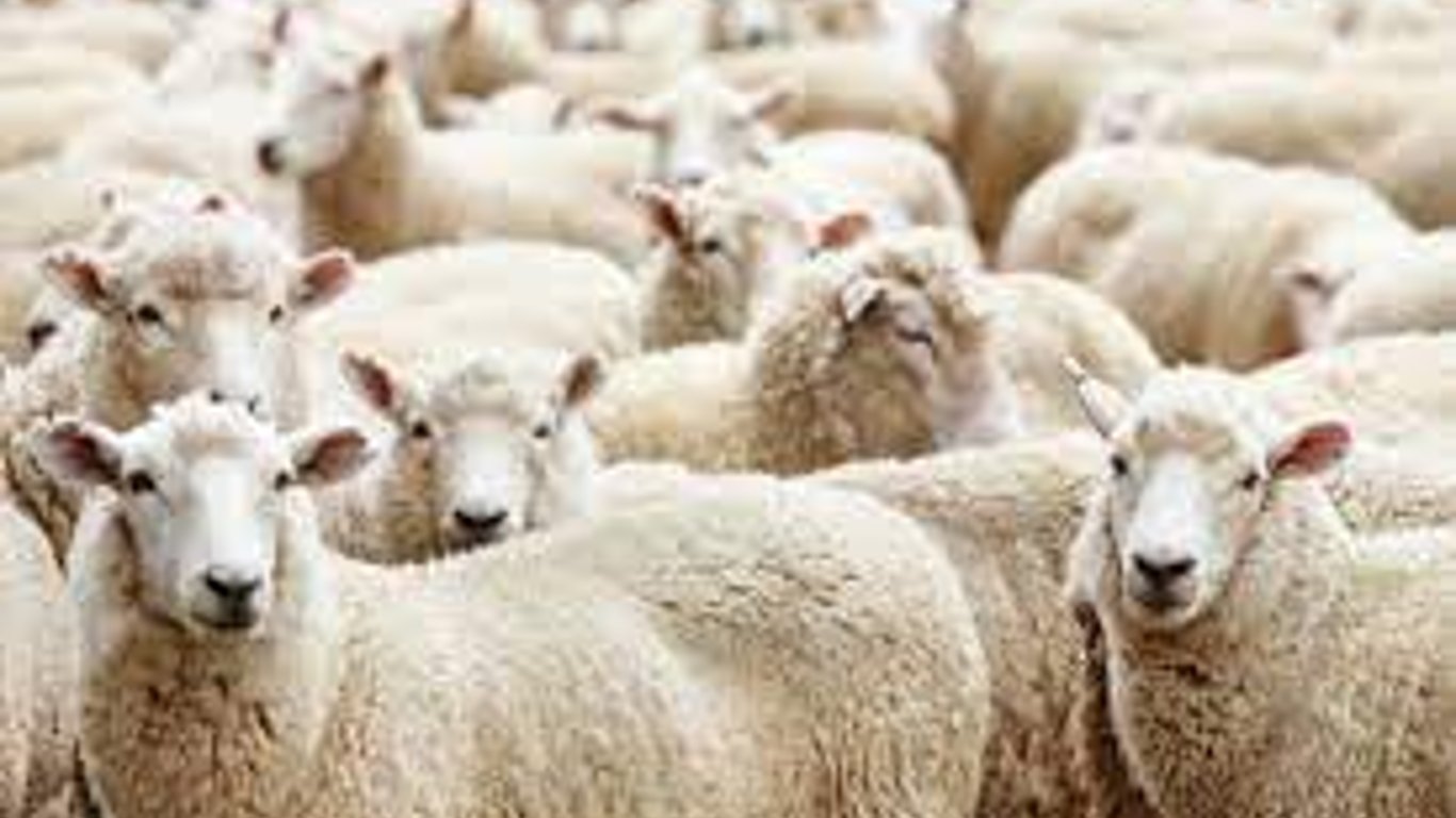 На Одещині будують сучасний комплекс для утримання овець