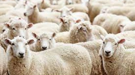 Розвиток тваринництва на Одещині: в регіоні будують сучасний комплекс для утримання овець - 285x160
