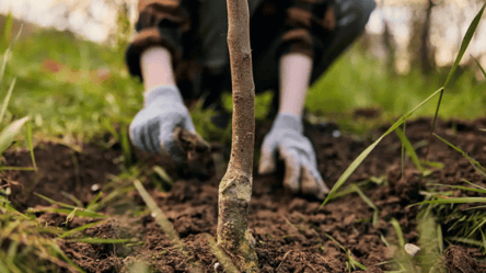 Що таке пристовбурне коло і як воно впливає на ріст дерев - 285x160