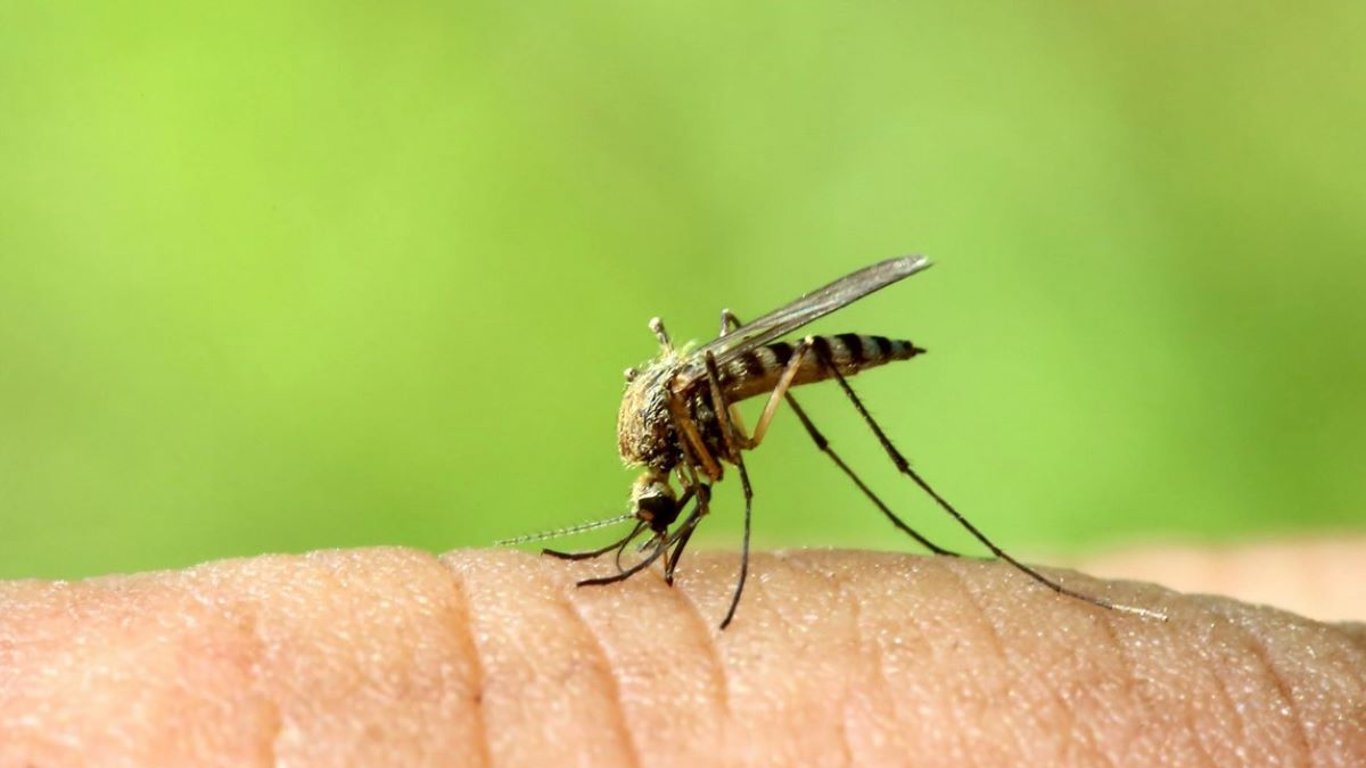 Що відлякує комарів та мошок та як не пустити комах до оселі — ТОП-8 способів