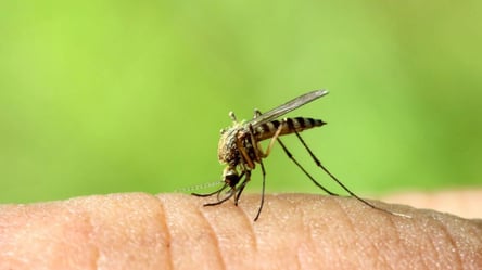 Як позбутися комарів та мошок — вісім способів відлякати комах - 285x160