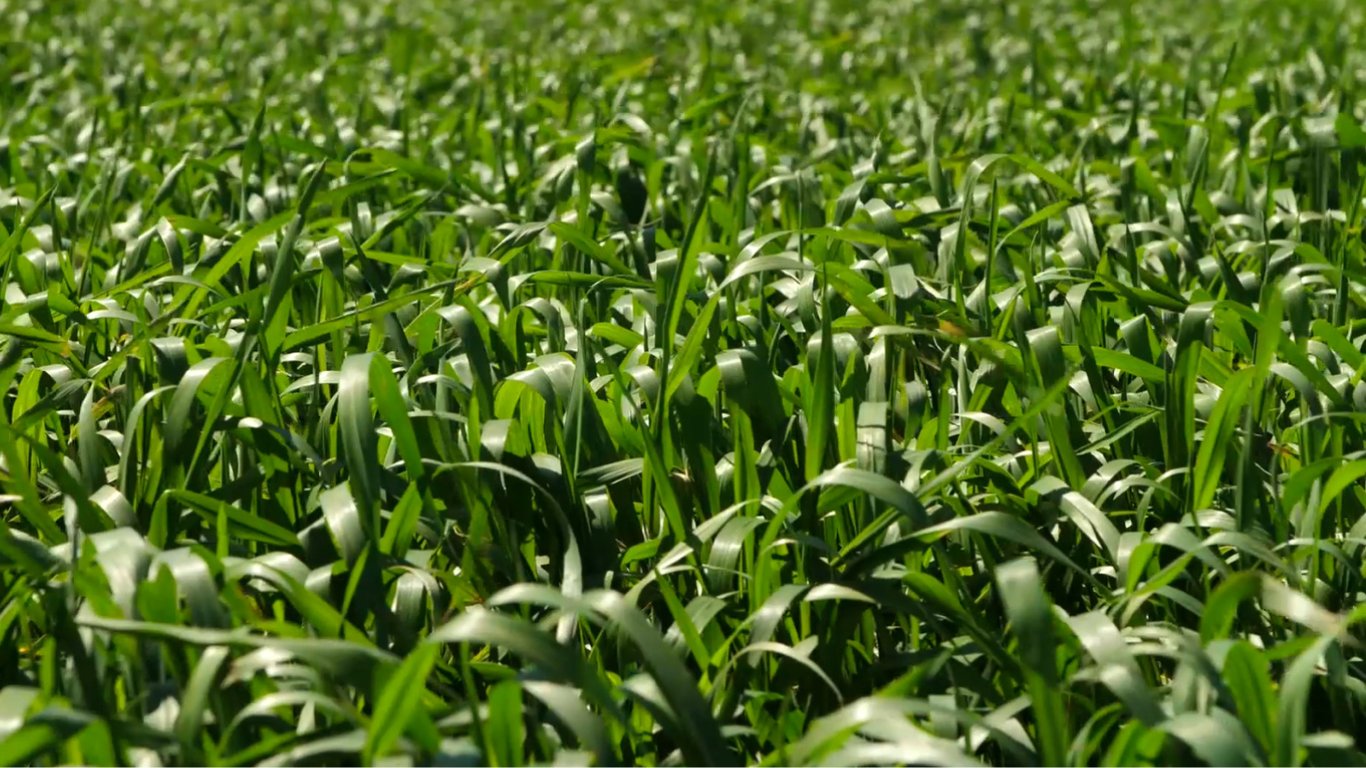 Николаевщина будет с урожаем зерна, а фрукты под вопросом