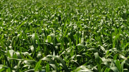 Миколаївщина буде із урожаєм зерна, а фрукти під питанням - 290x166