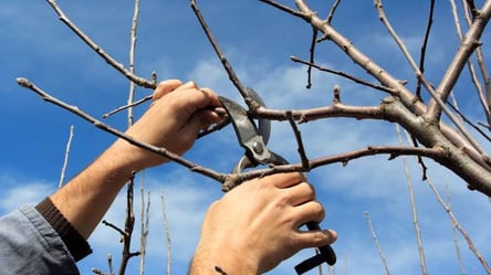 Зрізав гілки сусідського дерева — чи можуть покарати - 285x160