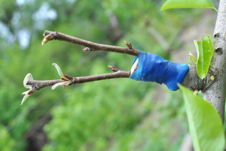Процедура прививки дерева