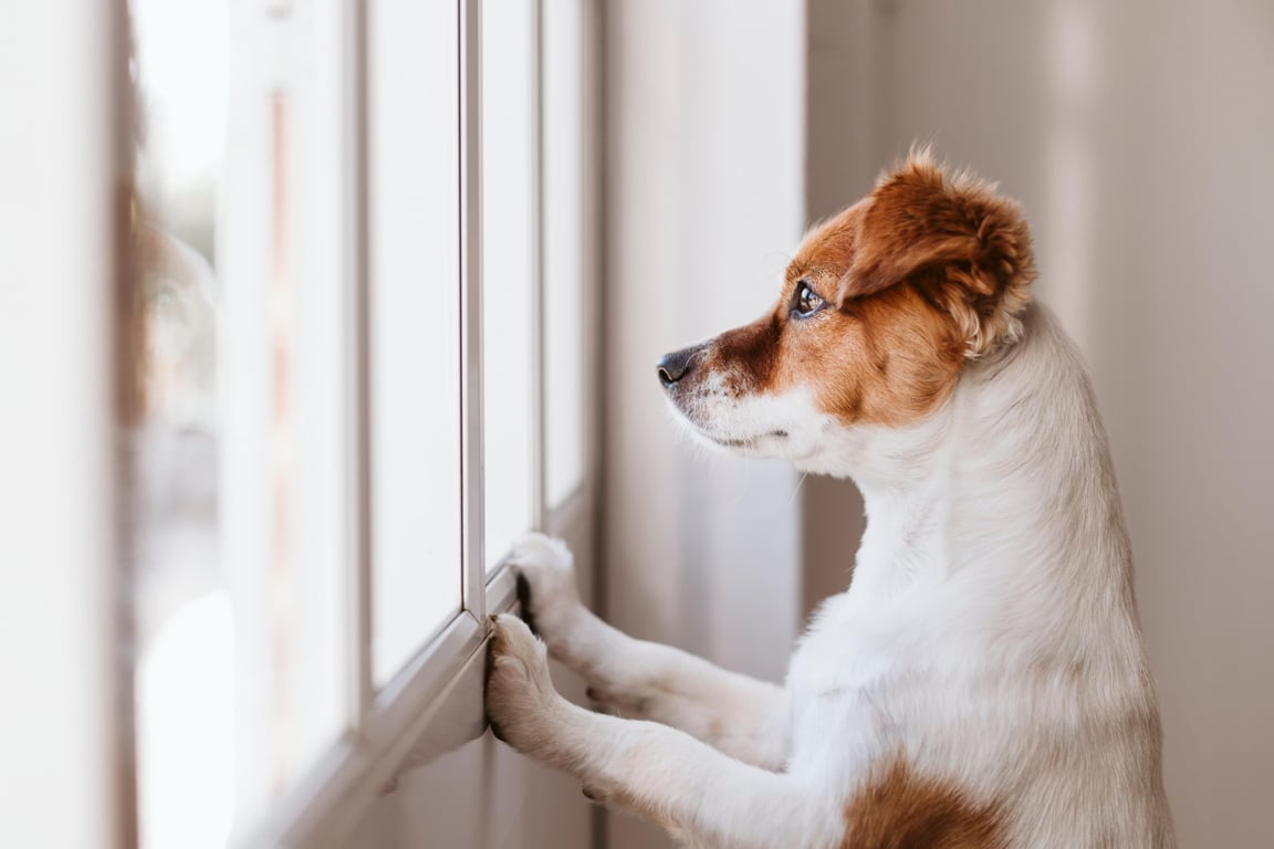 Как долго можно оставлять собаку одну дома – кинолог назвала оптимальные сроки