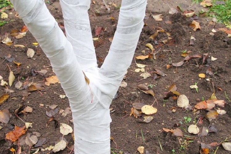 Столб дерева