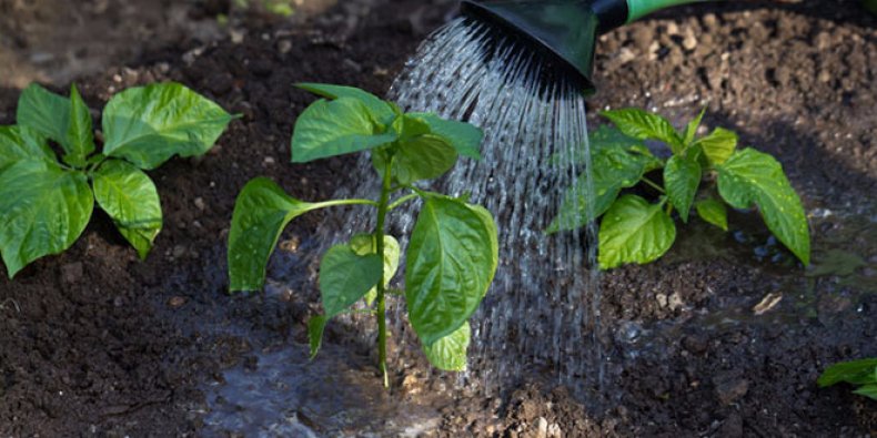 Полив перца на огороде