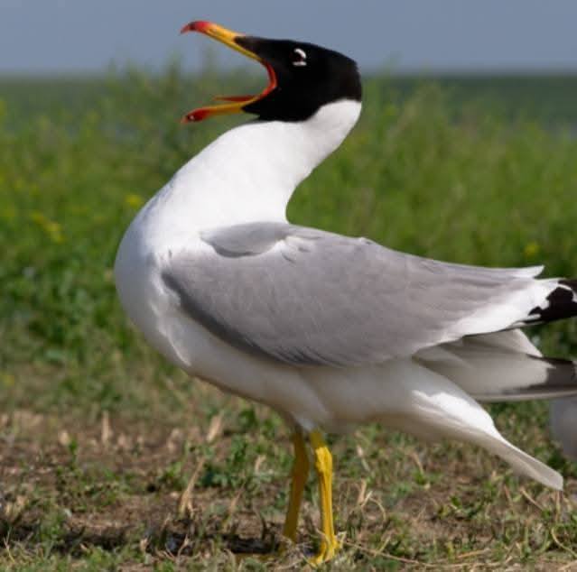 На Одесщине нашли мертвой краснокнижной птицы — подробности - фото 4