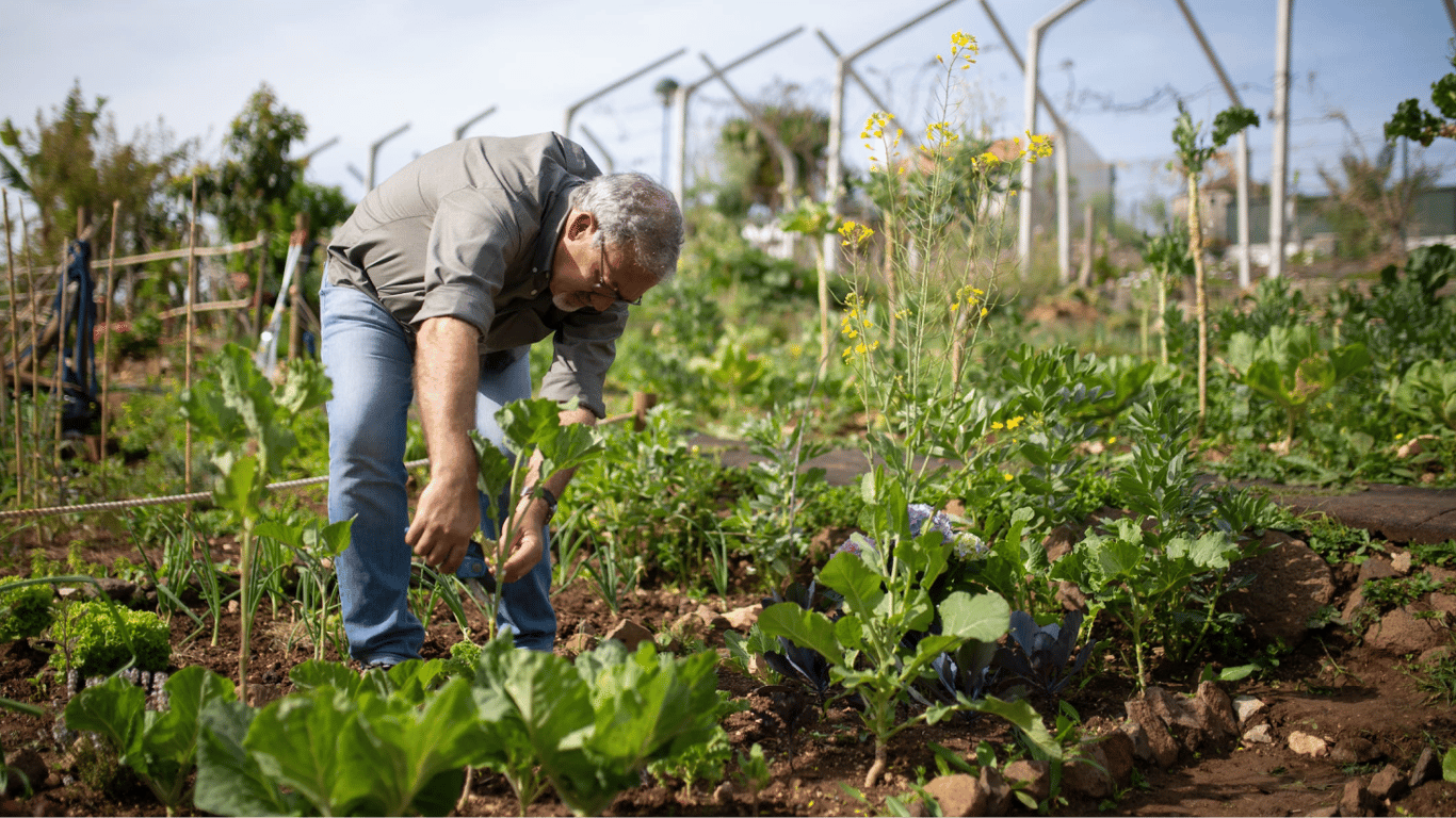 Что посадить на огороде, чтобы избавиться от вредителей — настоящее растение-защитник