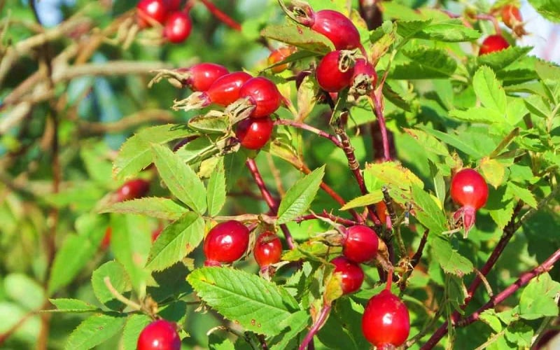 Ягоды шиповника на кустарнике