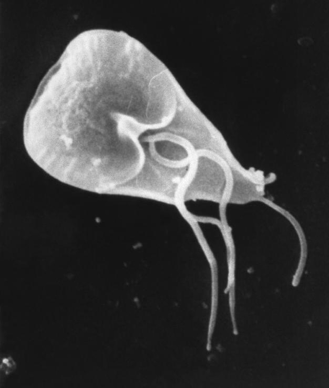 Електронна мікрофотографія G. duodenalis