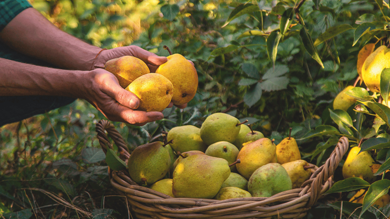 Людина збирає груші в саду.