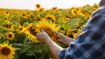 Ці рослини обов'язково треба садити біля соняшників на городі - 285x160
