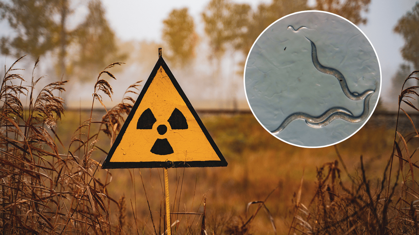 В Чернобыле обнаружили жутких существ устойчивых к радиации — фото
