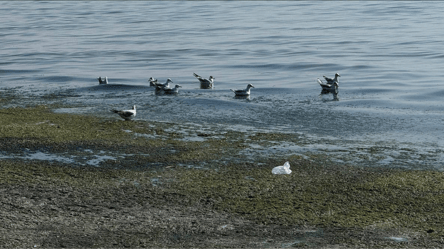 Чорне море на межі екологічної катастрофи — наслідки - 290x166