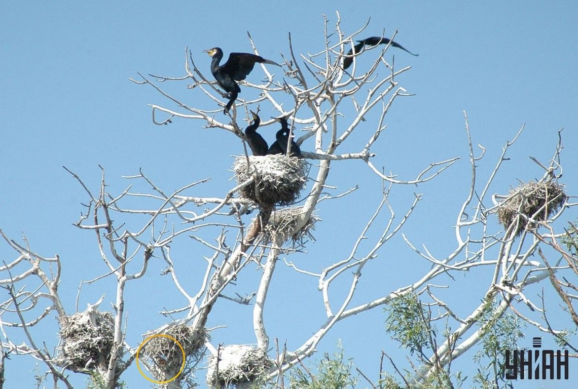 Правильный ответ на оптическую загадку