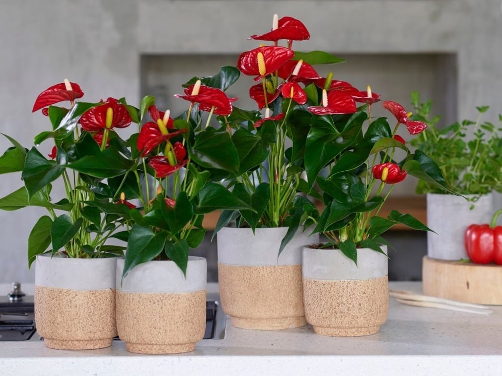 Антуриум на подоконнике — температура и освещение