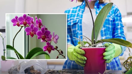 Орхидея на 8 марта — как ухаживать, чтобы регулярно цвела - 290x160