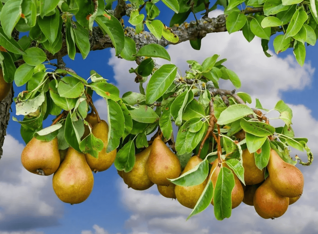 Много плодов на грушевом дереве