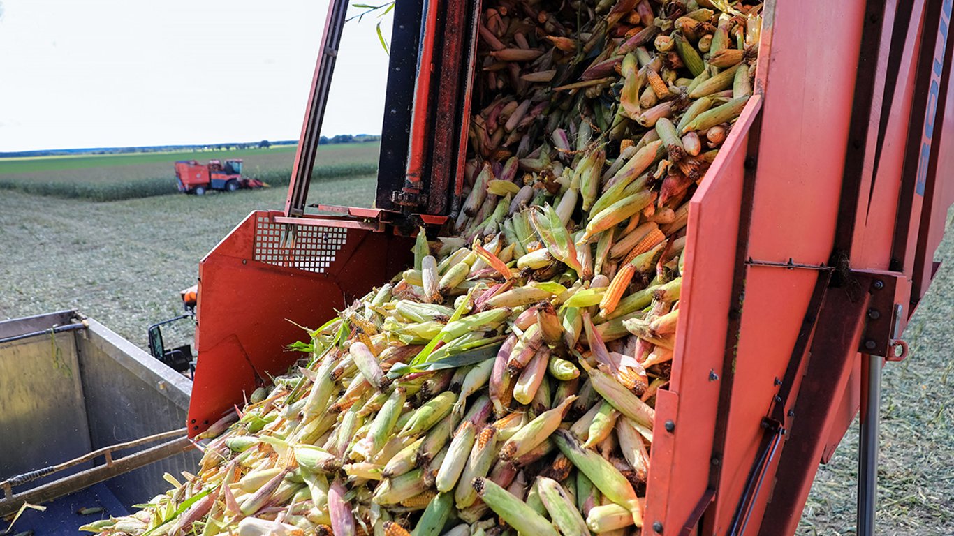 Цены на зерновые в Украине по состоянию на 13 октября 2023 года