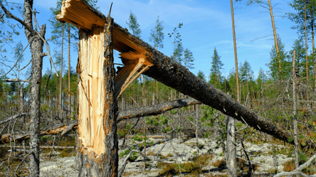 Дрова з лісу — чи можна рубати повалені стихією дерева у 2026 - 285x160