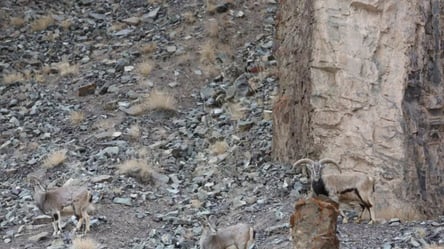 На гірських цапів чекає небезпека — допоможіть вчасно помітити хижака на фото - 285x160