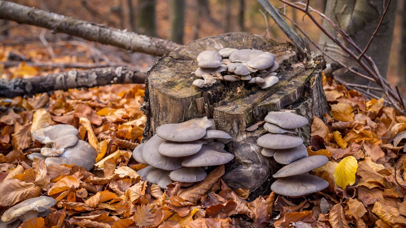 Де збирати гливи у вересні