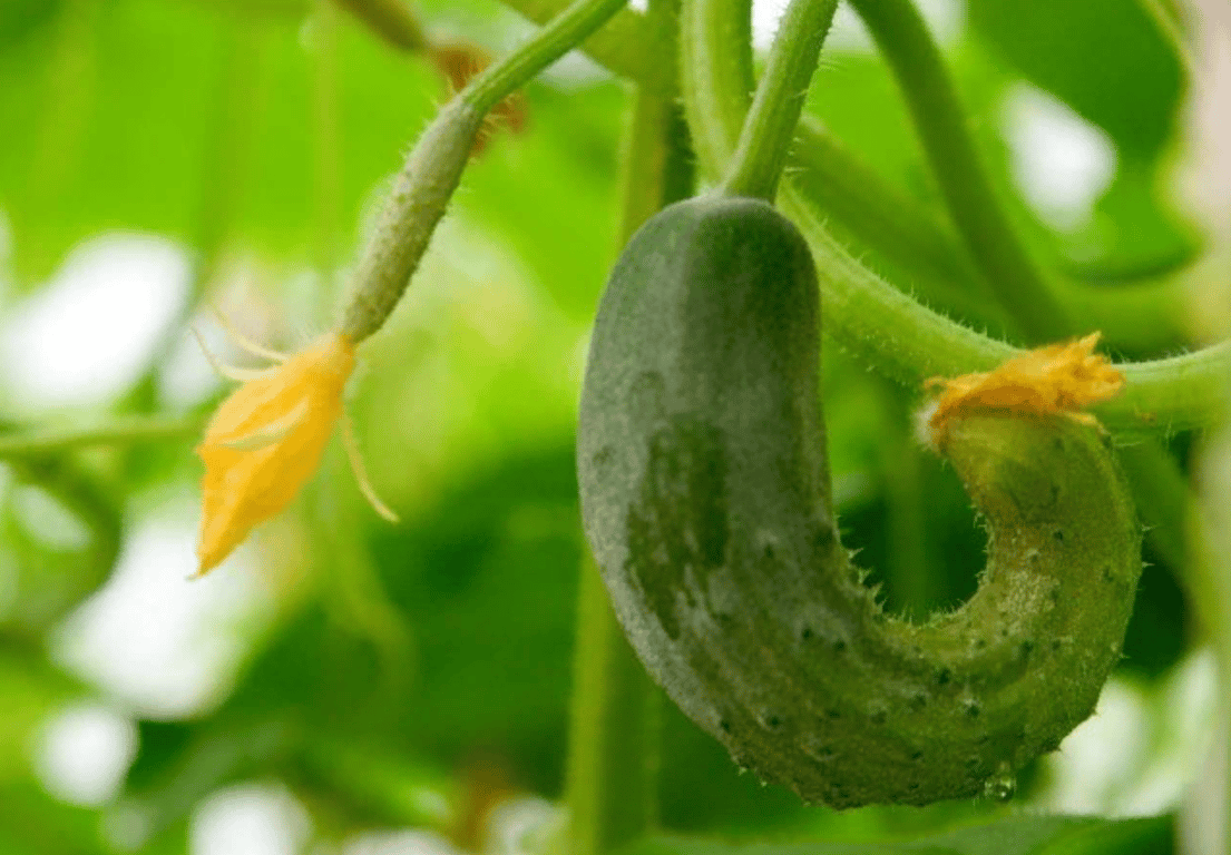 Огурец неправильной формы