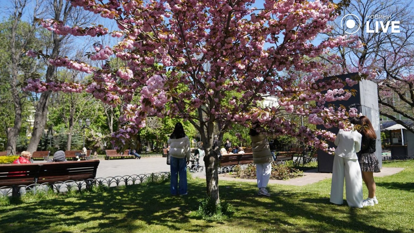 В Одесі зацвіли сакури