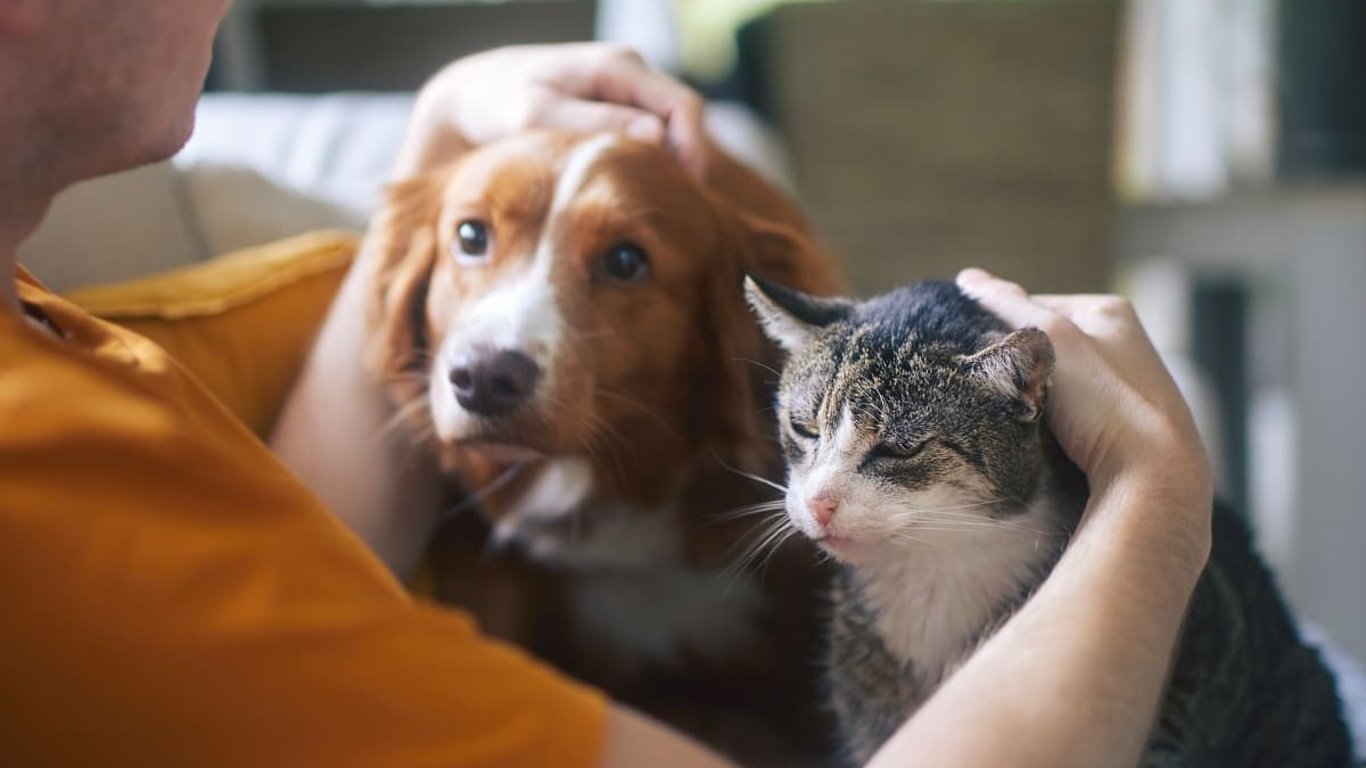 Як захистити собак та котів від кліщів — профілактика та видалення паразитів