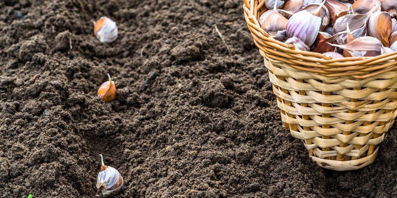 Посадка чеснока