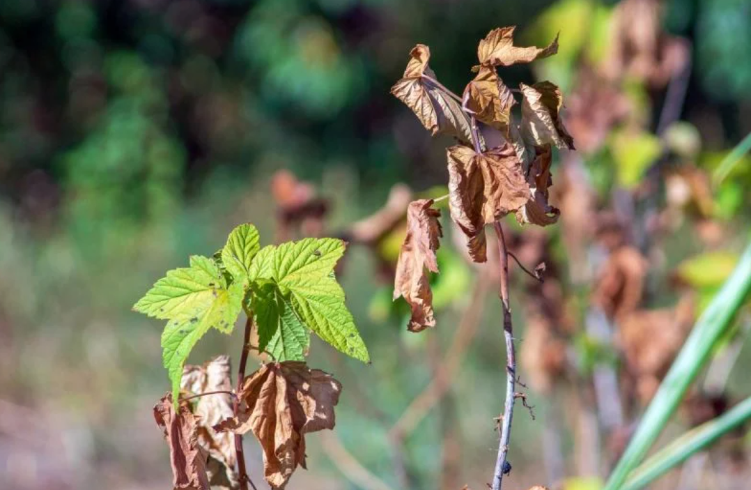 Засохшие листья смородины