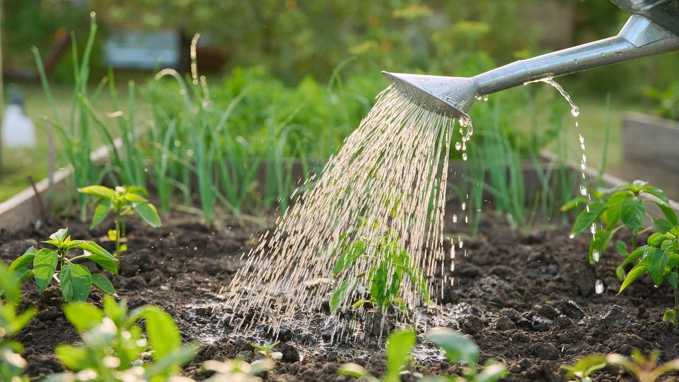 Як приготувати підживлення з пшона — покрокова інструкція
