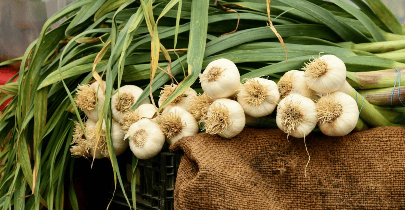 Чеснок