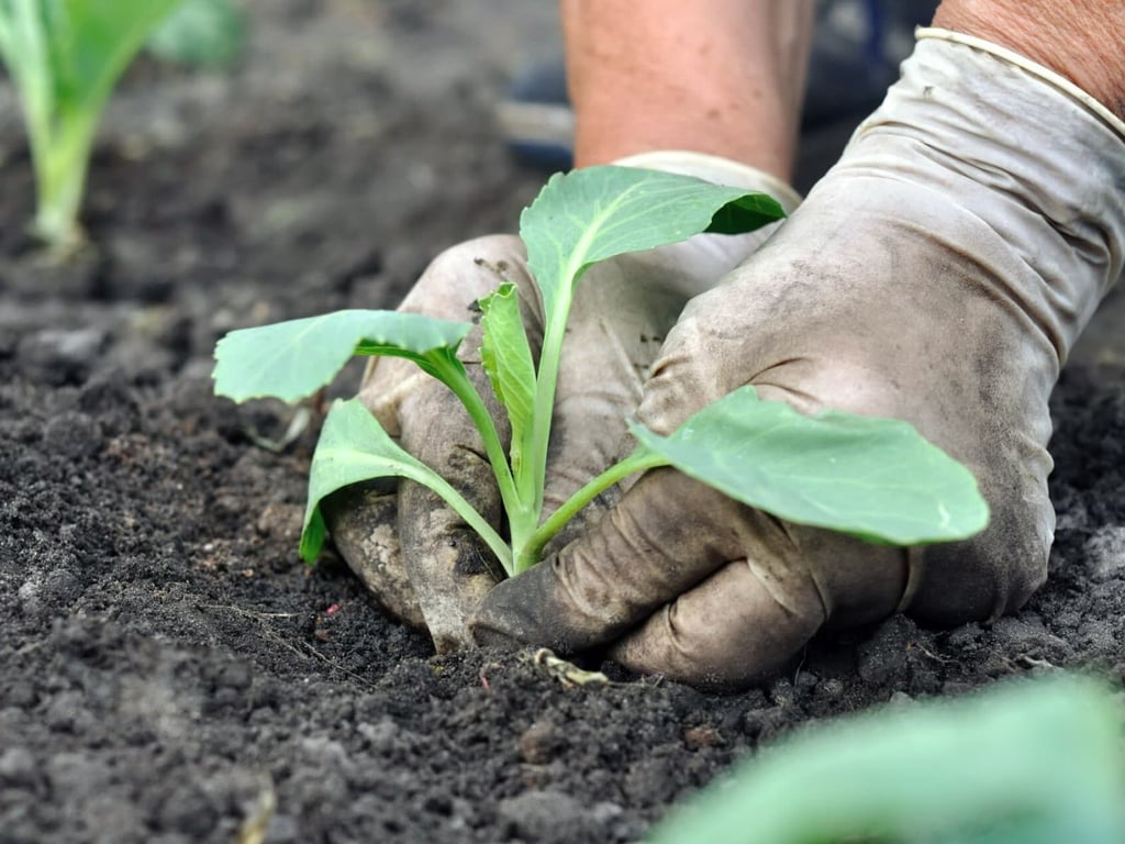 Когда сажать рассаду капусты — погодные условия