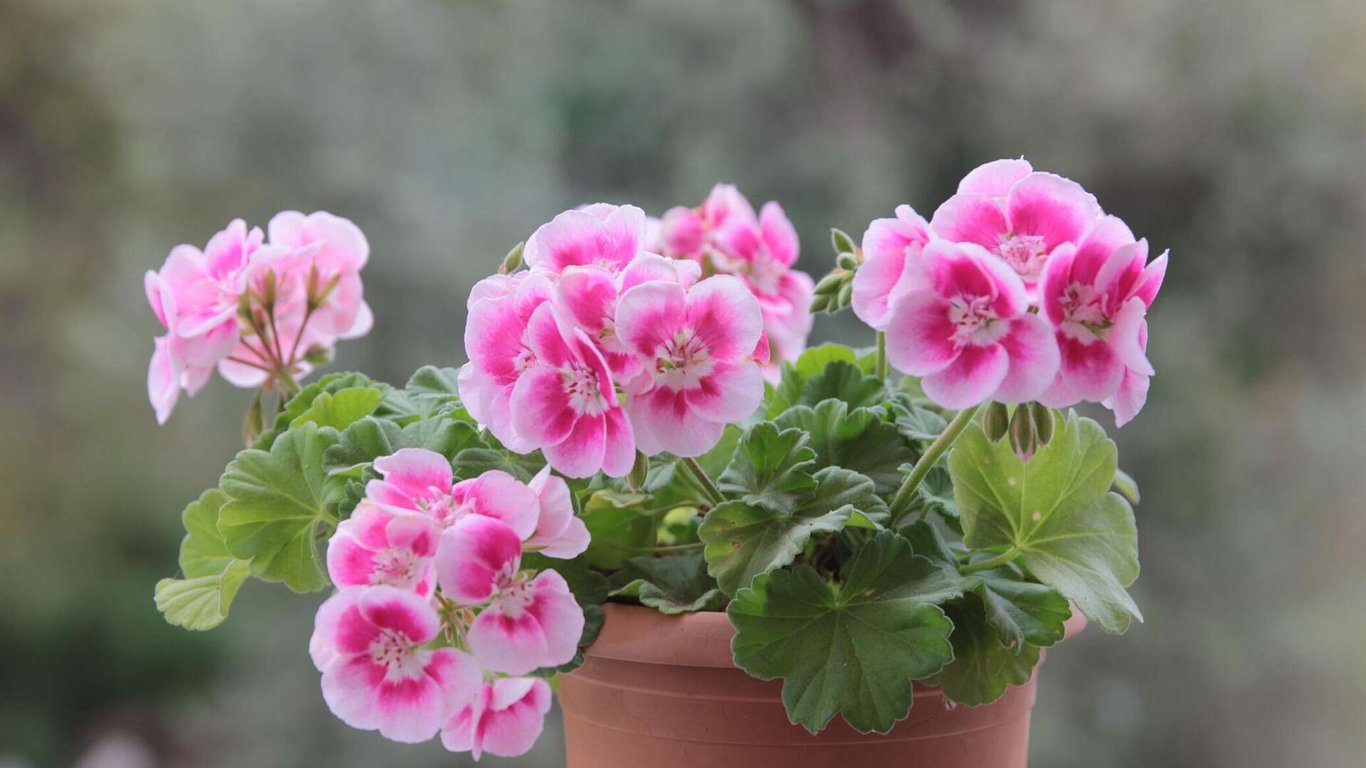 Пеларгония