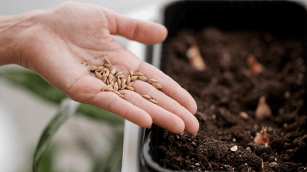 Перед посевом сделайте это — как проверить всхожесть семян - 285x160