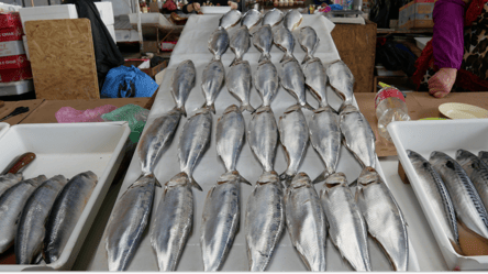 Цены на дунайку с Одесчины в этом году пугают - 290x166