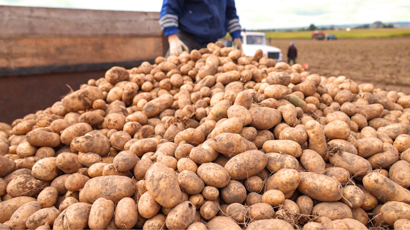 Який спосіб посадки картоплі дасть втричі більший врожай — секрет городників