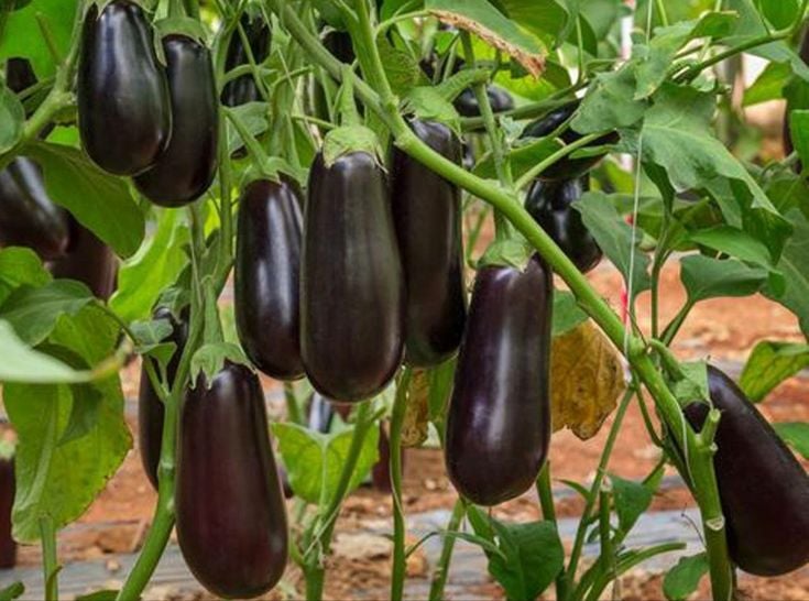 Що не варто садити біля баклажанів — поради дачникам - фото 1